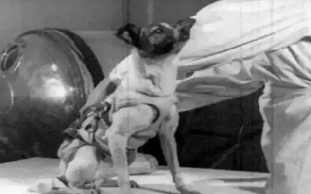 Discover: The first dog into space, the cause of death was hidden for 47 years