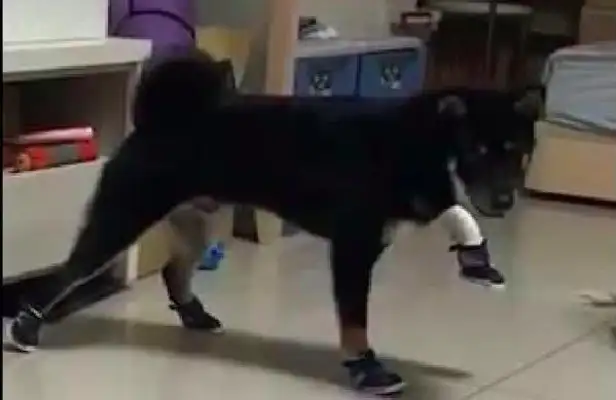 The master suddenly wanted to put on his shoes, he was afraid to move and raised his feet