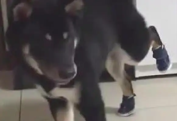The master suddenly wanted to put on his shoes, he was afraid to move and raised his feet
