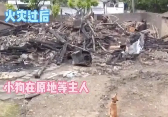 A fire separates the master from the dog for many days. The dog waits for the master to return