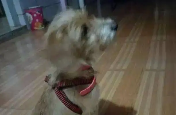 A woman picked up a stray dog on her way home from work and her father threw it away;