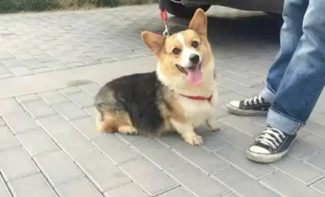 When I went to the pet shop to plant, Koki gave birth to four grey-kids, and the owner beat the black dog in the neighborhood