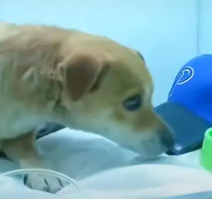 A fire separates the master from the dog for many days. The dog waits for the master to return