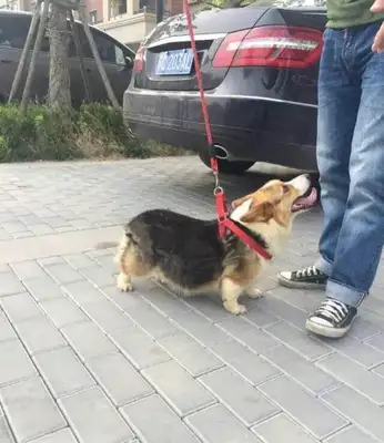 When I went to the pet shop to plant, Koki gave birth to four grey-kids, and the owner beat the black dog in the neighborhood