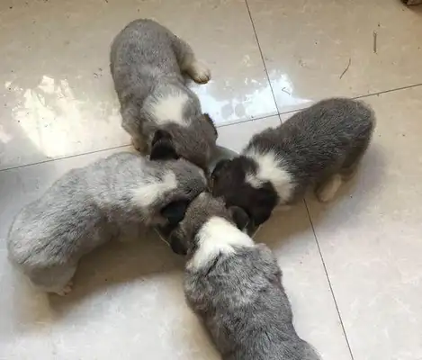 When I went to the pet shop to plant, Koki gave birth to four grey-kids, and the owner beat the black dog in the neighborhood