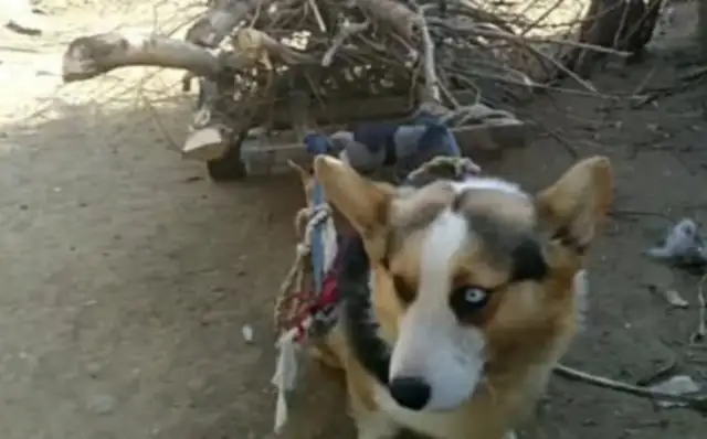 A month later, my dad called: Does the dog have any? A few more