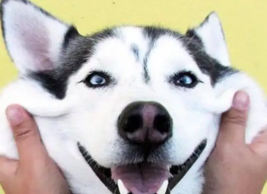 He lays down and sleeps. The master's family kisses him. The dog wakes up and gives him a foot