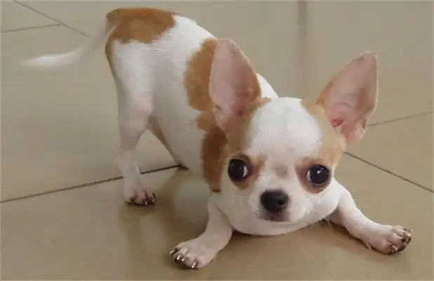 The fastest-growing little pets, Zoo, don't blink because you don't know how fast they grow