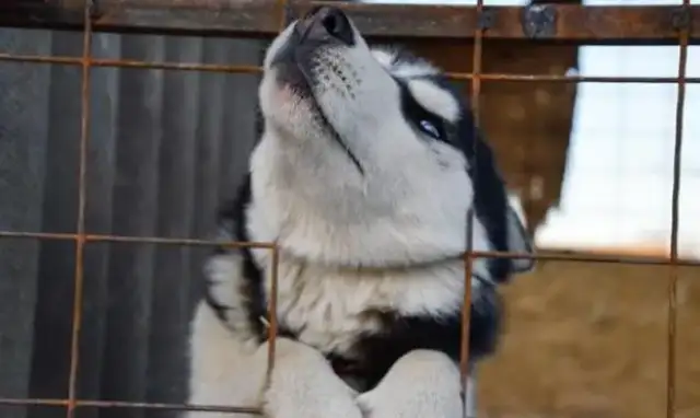 How can you seal a dog