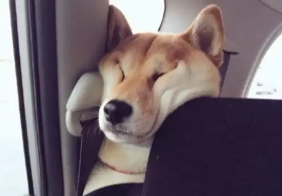 The man walks with the dog, he feels wrong driving, he can't talk