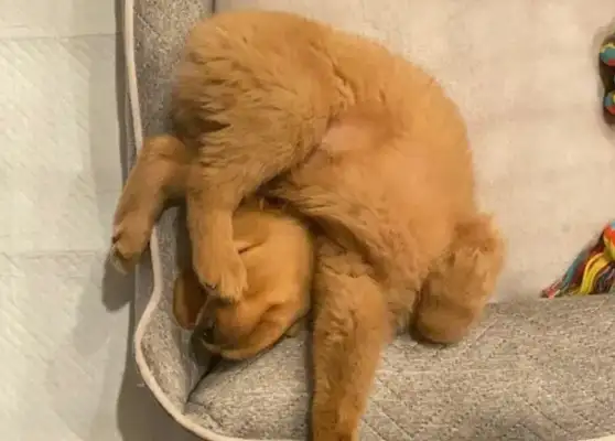 Dogs aren't liquids, but they can make these positions