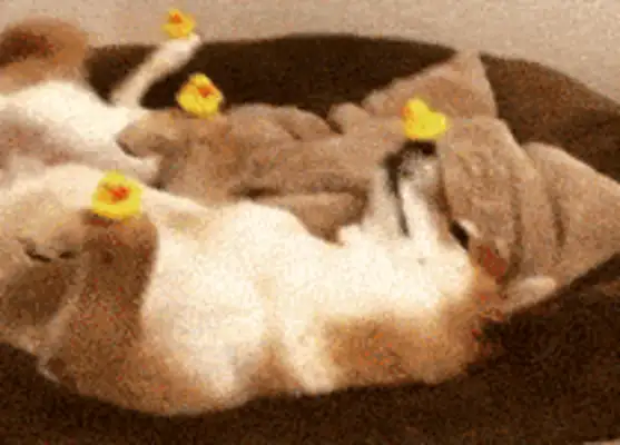How can you seal a dog