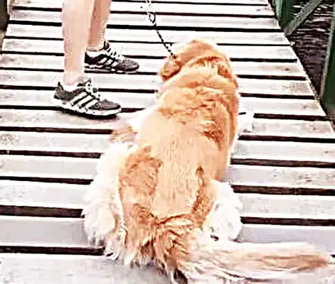 The suspension bridge was too high, the dog was afraid to move, and then the woman made a move to make many people compete. Whoo