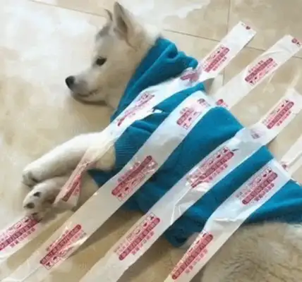 How can you seal a dog