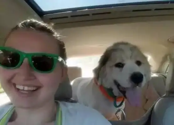 The dog can't walk because he's been left unattended for a long time