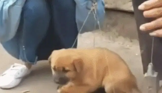 The dog is weighed by the master, afraid of shaking, thinking he's selling the dog