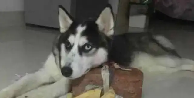 How can you seal a dog