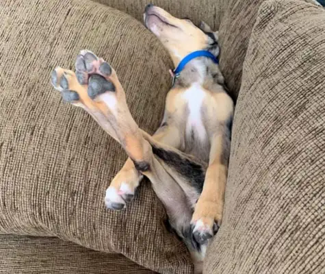Dogs aren't liquids, but they can make these positions