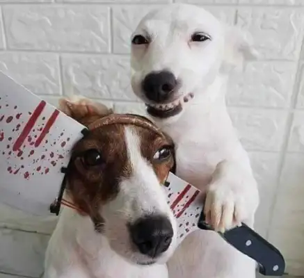 The drug dealer's evidence was sold by his own dog. You can't even do that