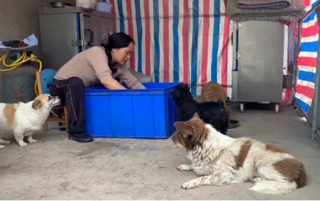 The base was vandalized with water and electricity, and hundreds of stray dogs had no food to eat, and they desperately needed food