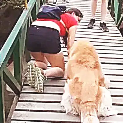 The suspension bridge was too high, the dog was afraid to move, and then the woman made a move to make many people compete. Whoo