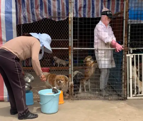 The base was vandalized with water and electricity, and hundreds of stray dogs had no food to eat, and they desperately needed food