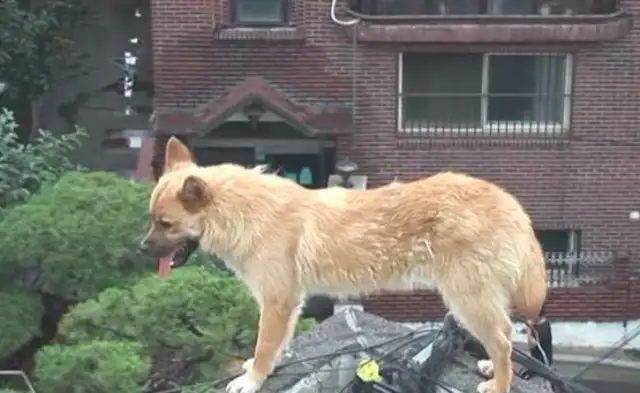 The stray dog was standing next to the roof wall, and nobody was allowed to come near it