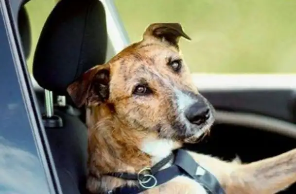 Drivers pick up passengers with stray dogs, just to tell you that they're as cute as they are