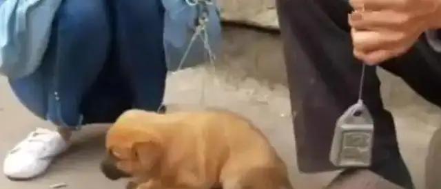 The dog is weighed by the master, afraid of shaking, thinking he's selling the dog