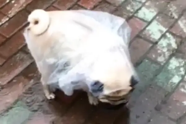 Out in a raincoat, the dog was suddenly unhappy, and the master comforted: the poor dog was in charge