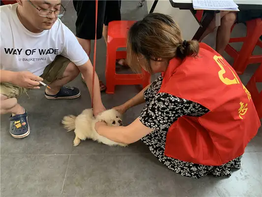 Three Stars Town, Seagate: "Don't lose the chain" for a civilized dog, "Don't spoil" for her