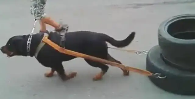 The dog pulls dozens of pounds of tires, he's tired every day. The dog: The owner is profitable