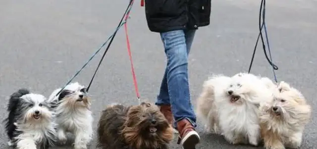 We've come to the biggest dog show in the world