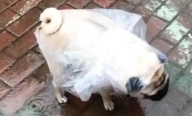 Out in a raincoat, the dog was suddenly unhappy, and the master comforted: the poor dog was in charge