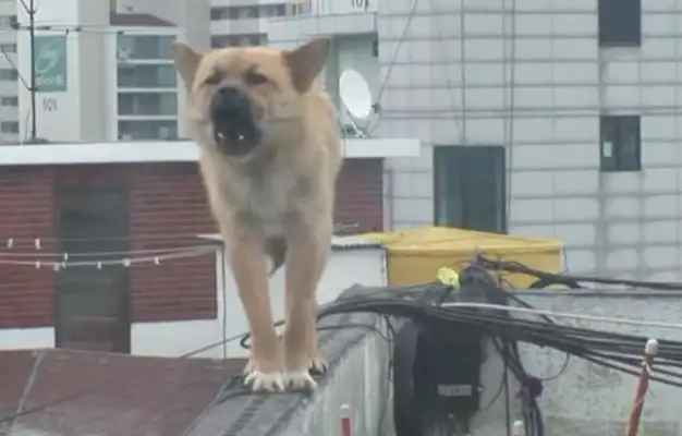The stray dog was standing next to the roof wall, and nobody was allowed to come near it