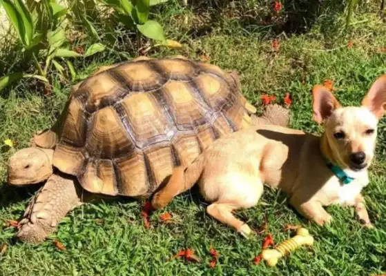 The dog sends his best turtle friend a present every day, but the other one..