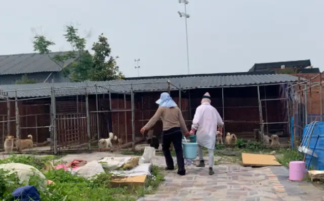 The base was vandalized with water and electricity, and hundreds of stray dogs had no food to eat, and they desperately needed food