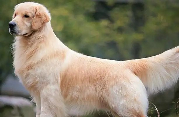 A missing pet dog case