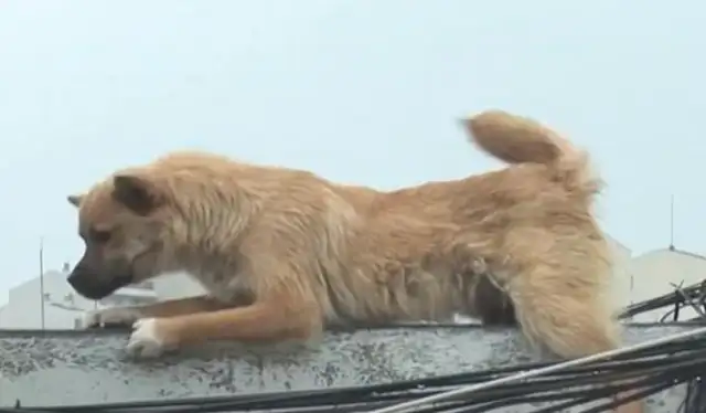 The stray dog was standing next to the roof wall, and nobody was allowed to come near it