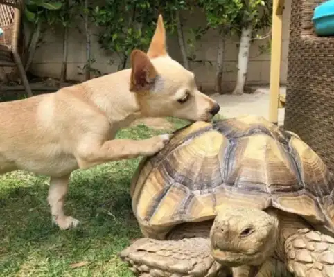 The dog sends his best turtle friend a present every day, but the other one..