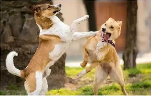 How much longer can dogs last