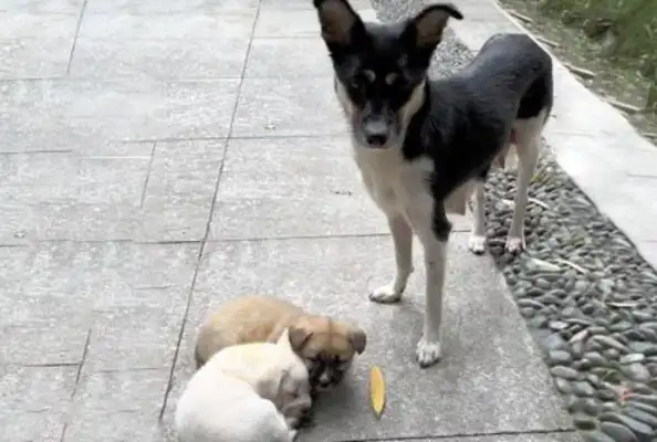 Mother took the children to the middle of the road and begged the humans to take them away