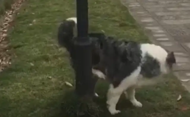 The pet dog died of pissing under the lamppost