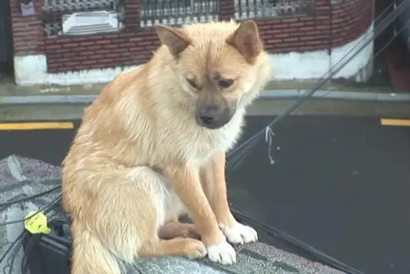 The stray dog was standing next to the roof wall, and nobody was allowed to come near it