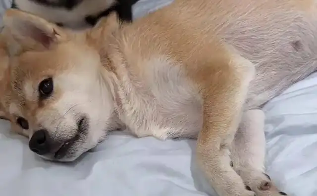 The dog poisoning in Guangzhou is a cause for concern