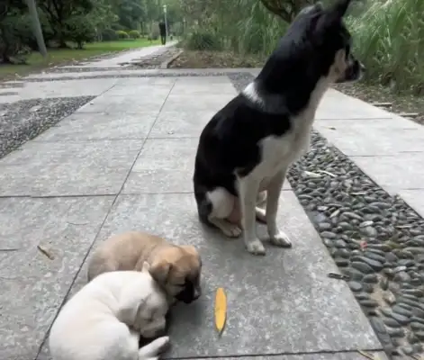 Mother took the children to the middle of the road and begged the humans to take them away