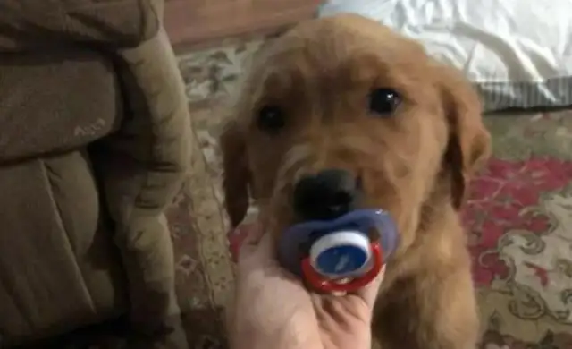 Blondie and the baby are envious. Bite his bottle's milk in the mouth. Dog: Who is not a baby