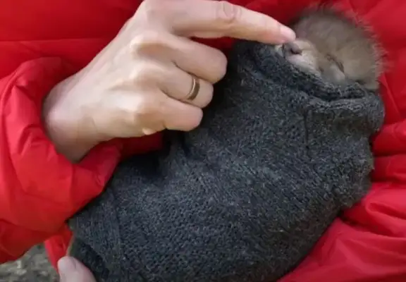 We found five cats, but the vet said it wasn't cats, but when they grew up..