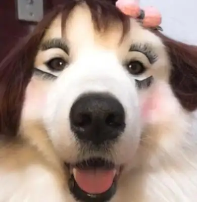 The master dressed up the dog, changed his face all the time