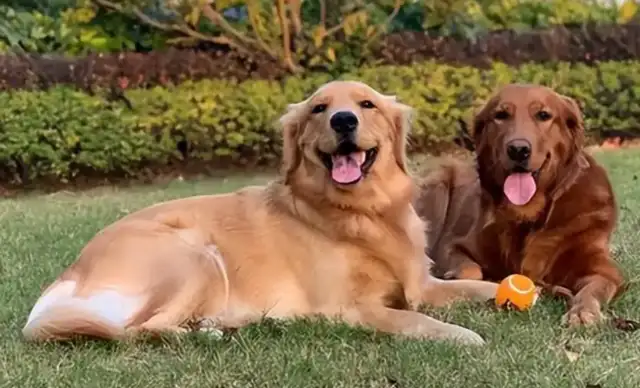The dog poisoning in Guangzhou is a cause for concern